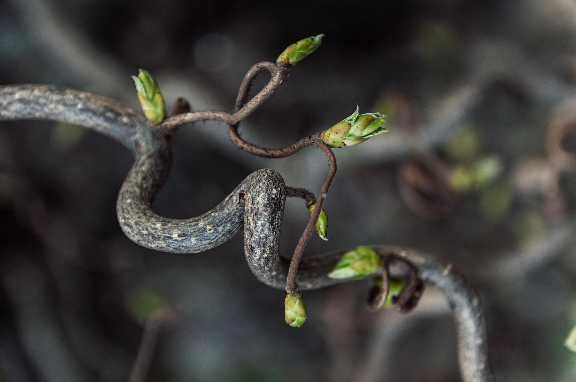 Der Frühling und das Holzelement